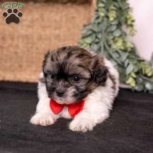 Mickey, Teddy Bear Puppy